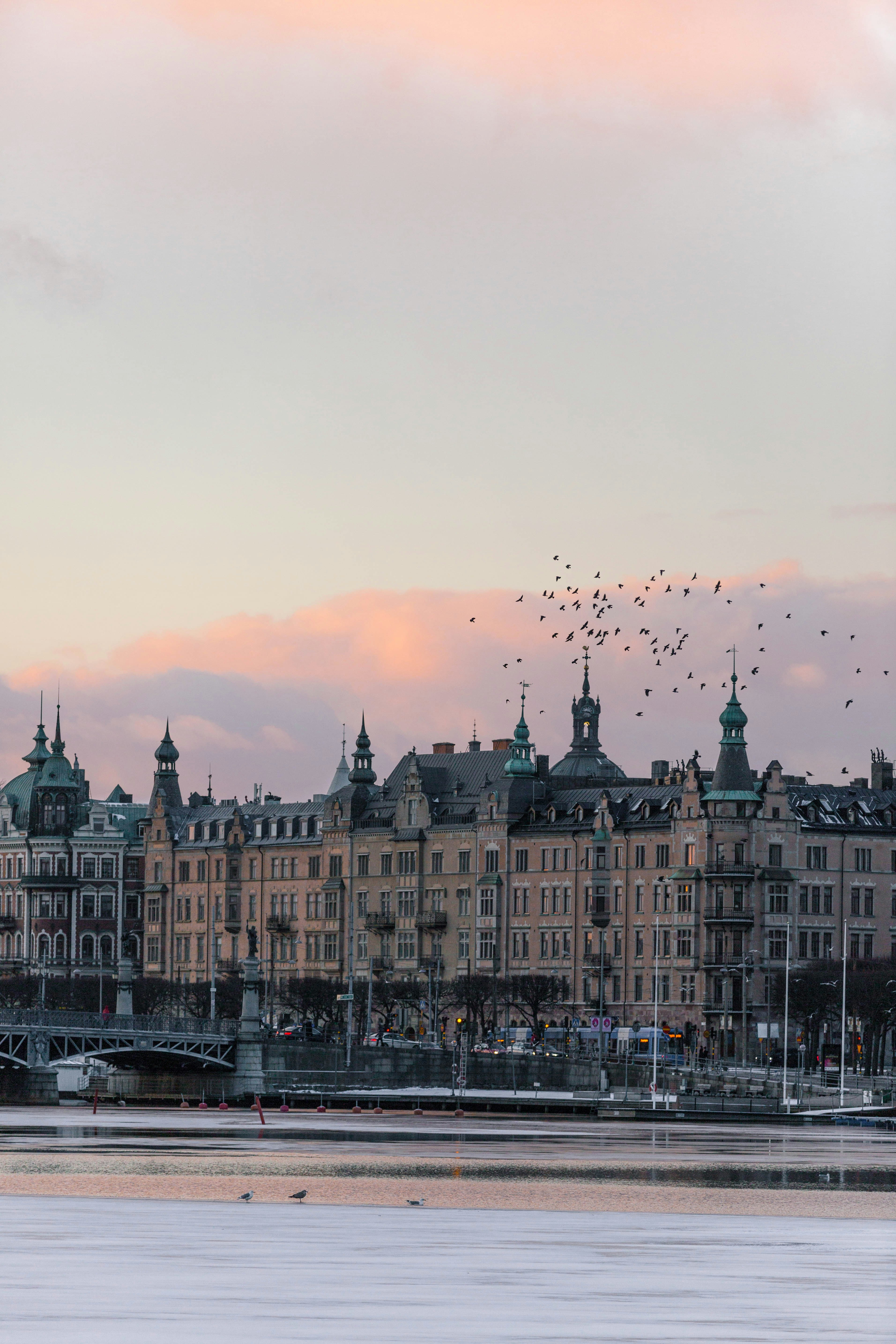 Birds over Stockholm