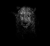 grayscale photo of leopard