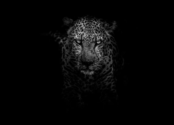 grayscale photo of leopard