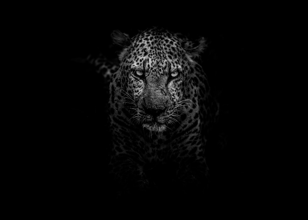 Foto en escala de grises de leopardo