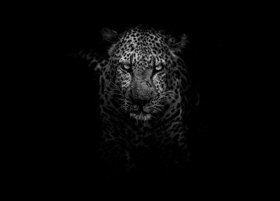 Grayscale photo of leopard — Kruger, South Africa