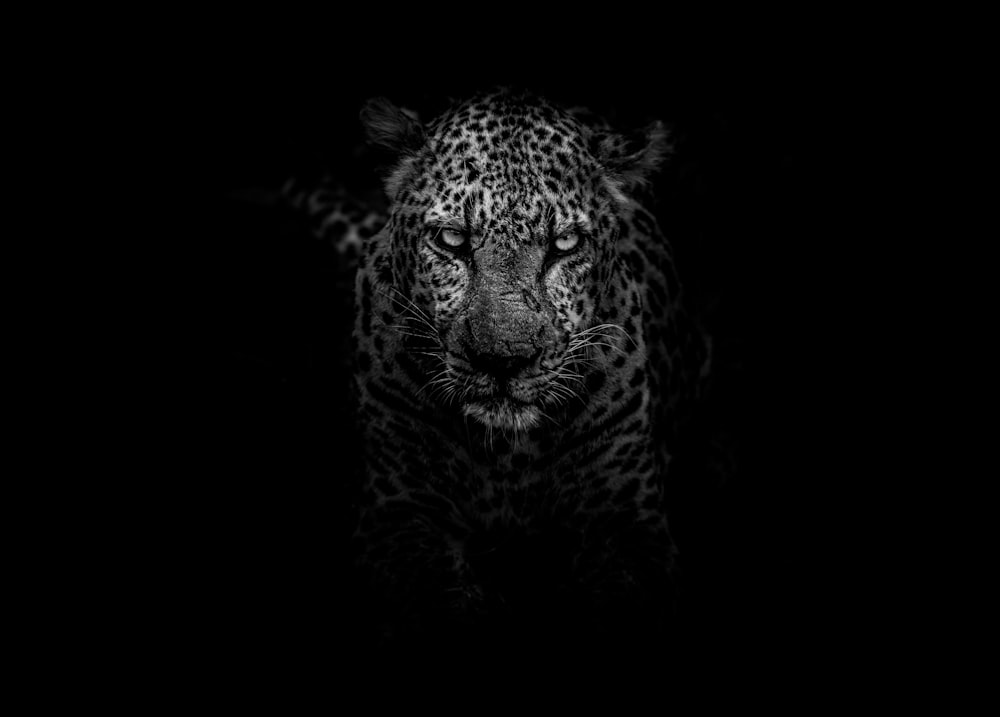 grayscale photo of leopard