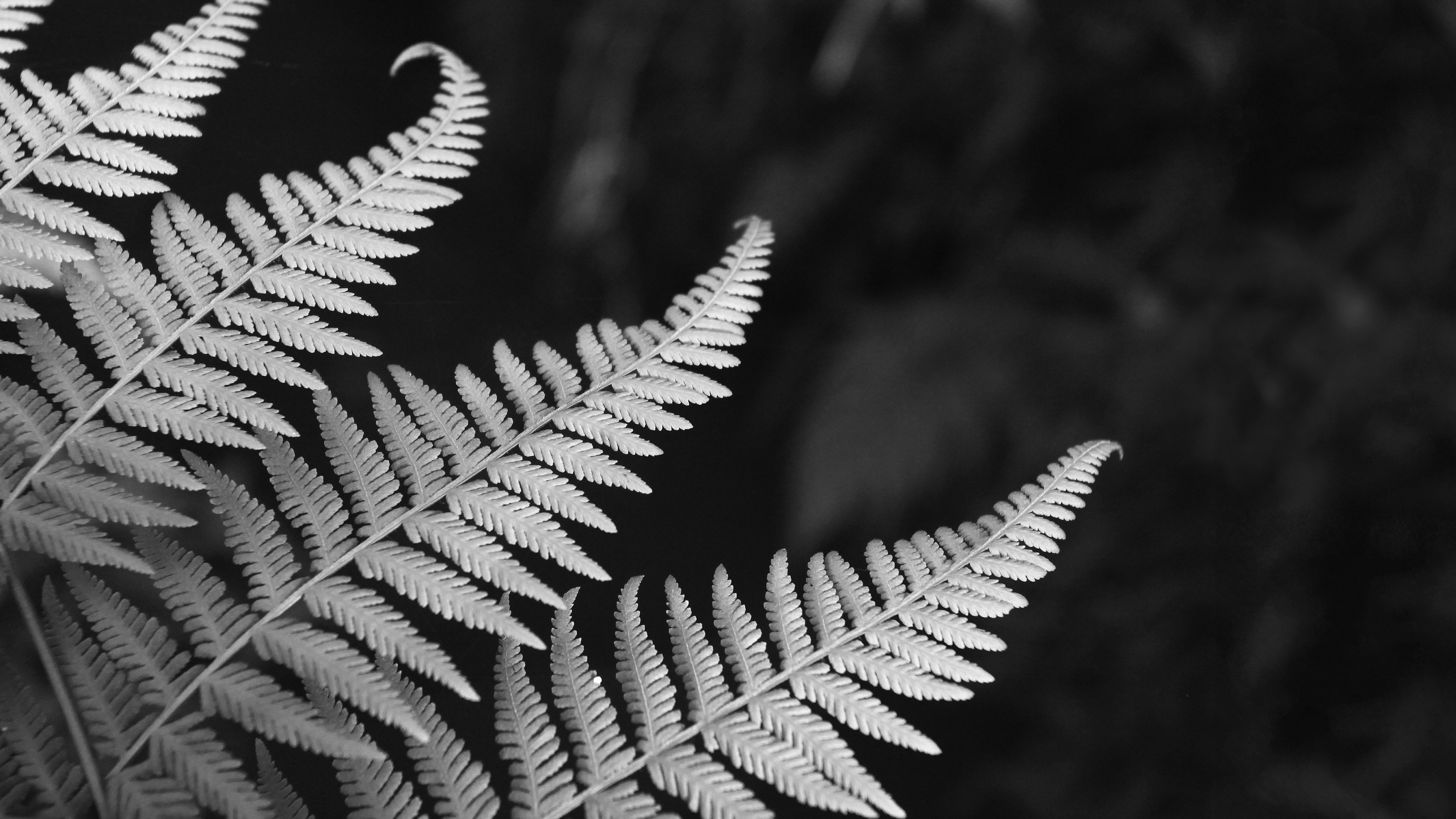 Photo by wardhanaaditya