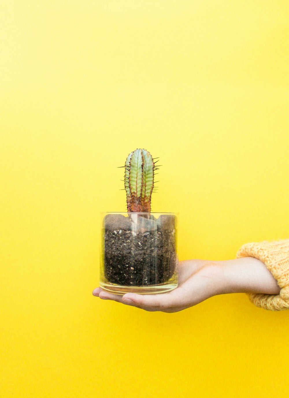 personne tenant un cactus sur un pot en verre transparent