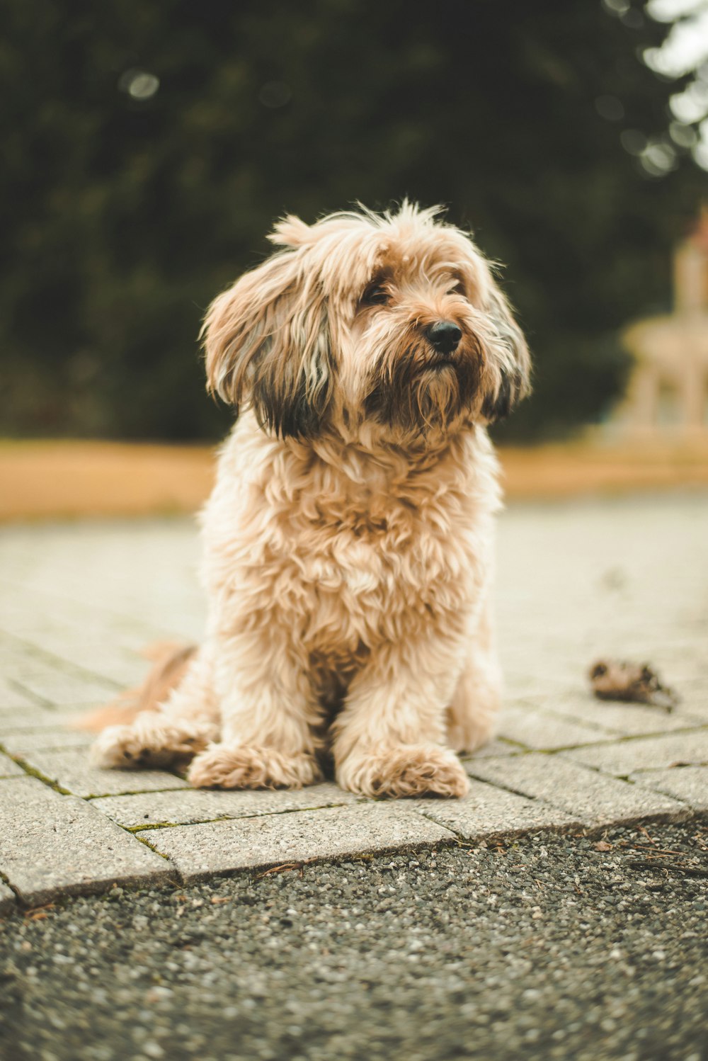 shallow focus photography of dog sitting on gray concrete flooring