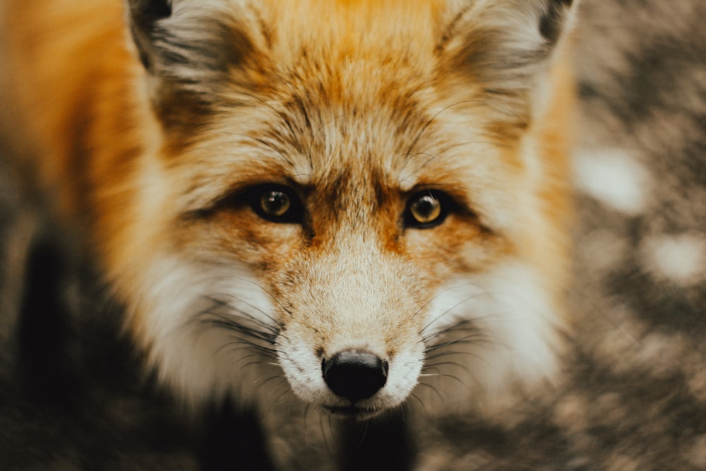 Fotografia em foco de raposa marrom