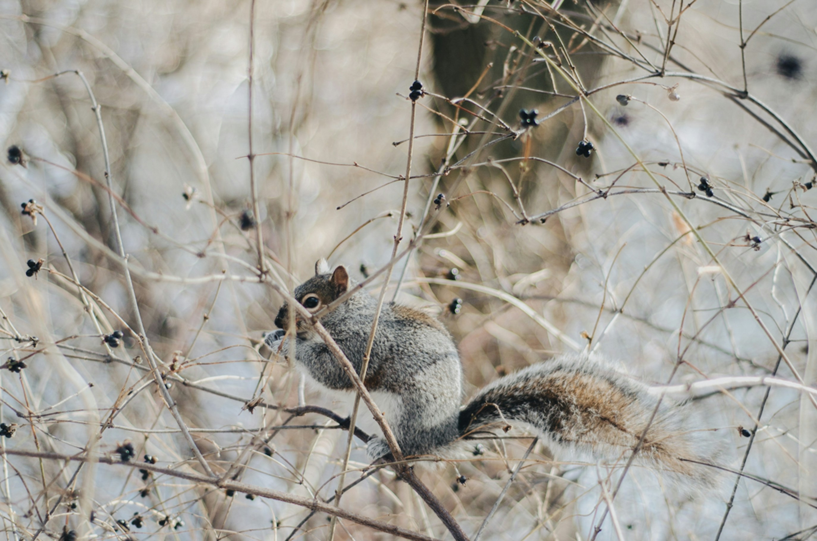 furry friend