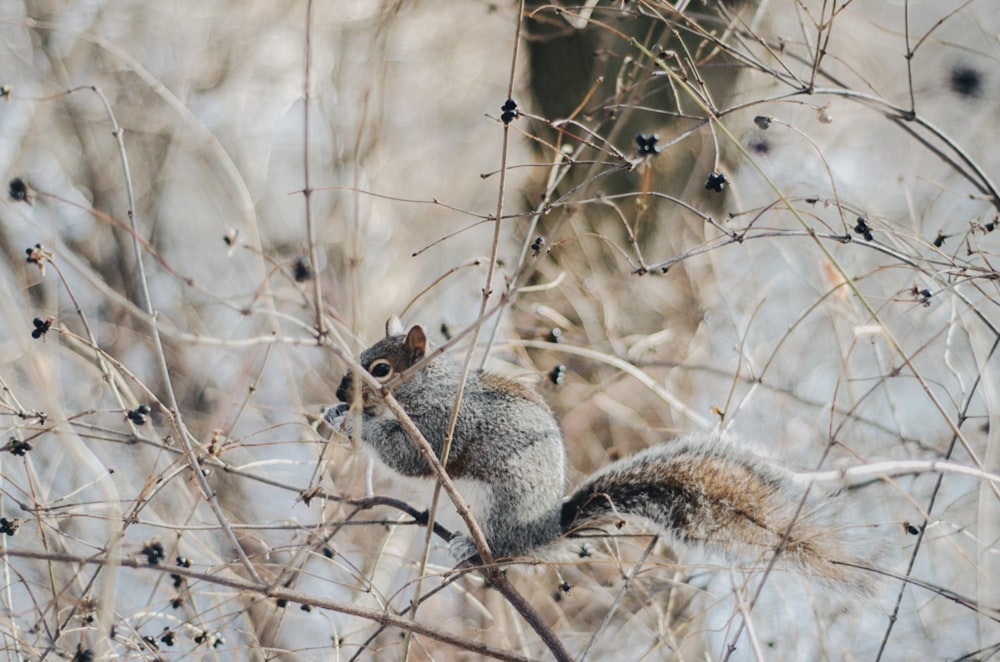 shallow focus photography of squirrel