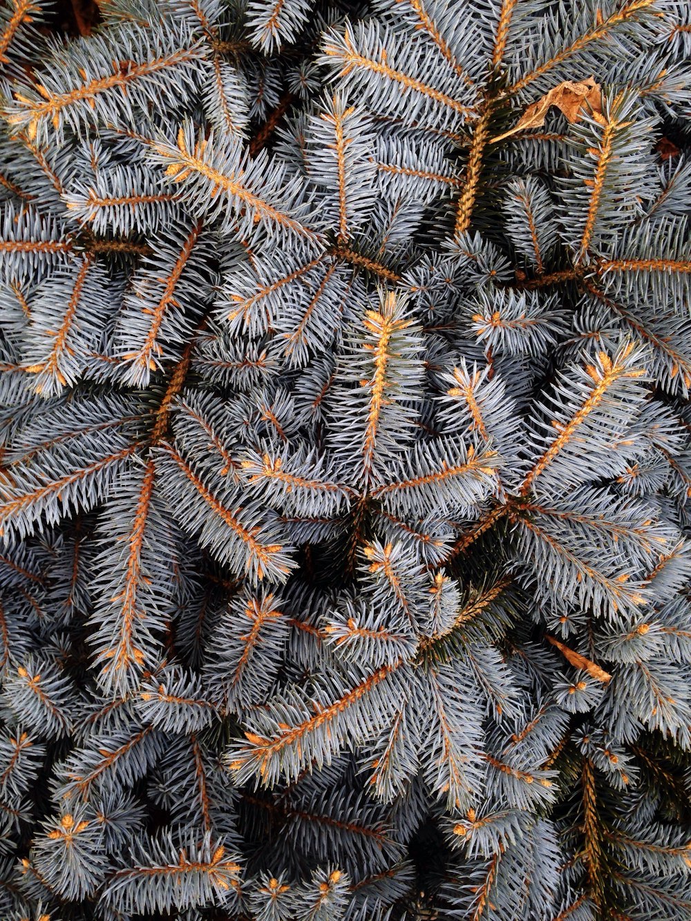 fill the frame photograph of grey pine tree leaves