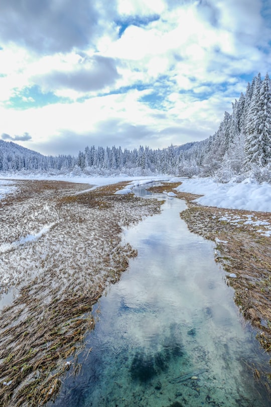 snow covered forest photo in Zelenci Slovenia