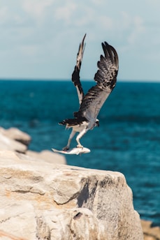 selective focus photography of fish on bird's claw