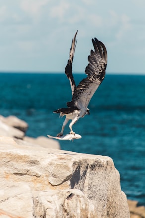 An osprey with extended wings hovers above a large rock by the ocean, clutching a fish in its talons. The background features a deep blue sea and a partially cloudy sky.