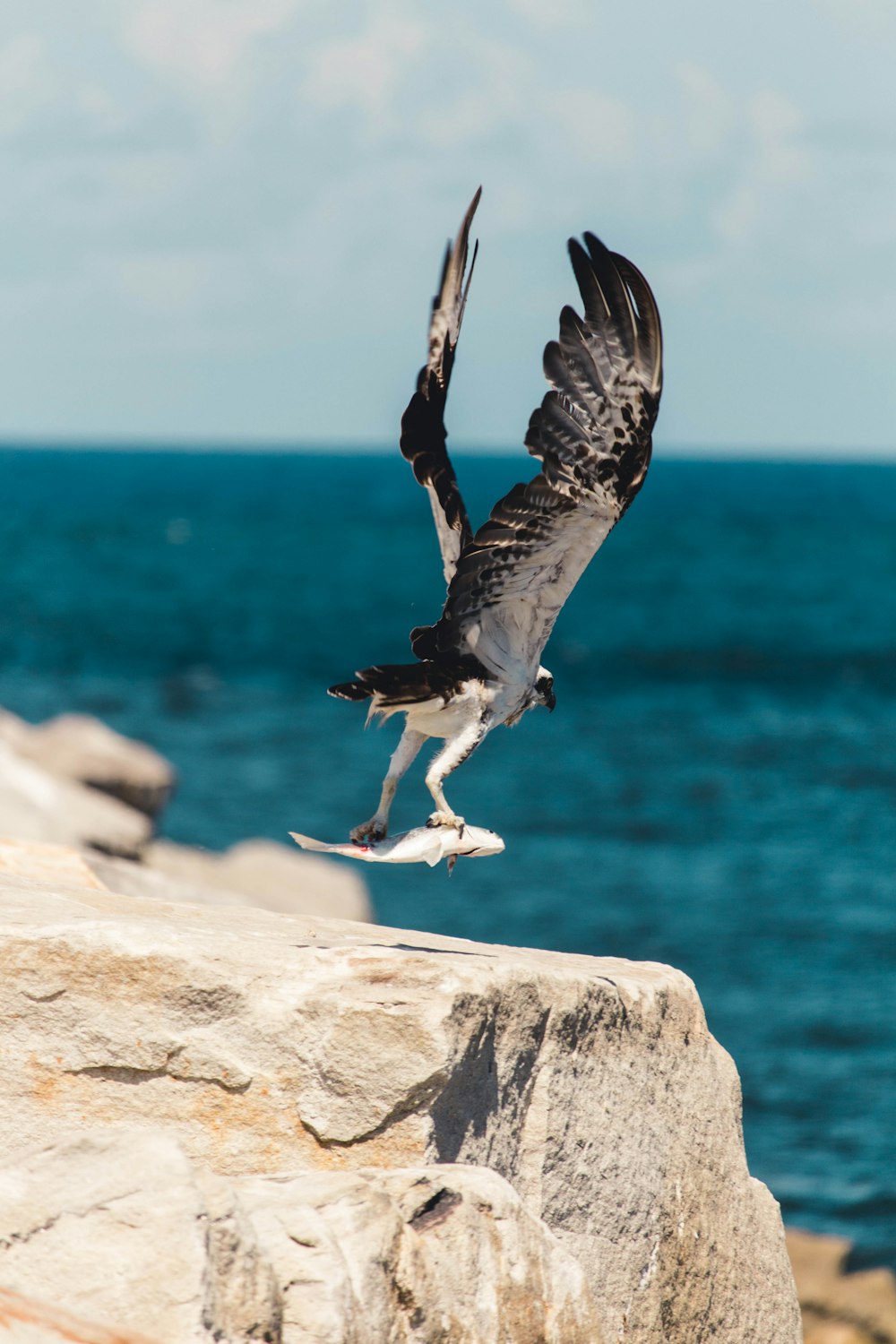 Fotografía de enfoque selectivo de peces en la uña de un pájaro