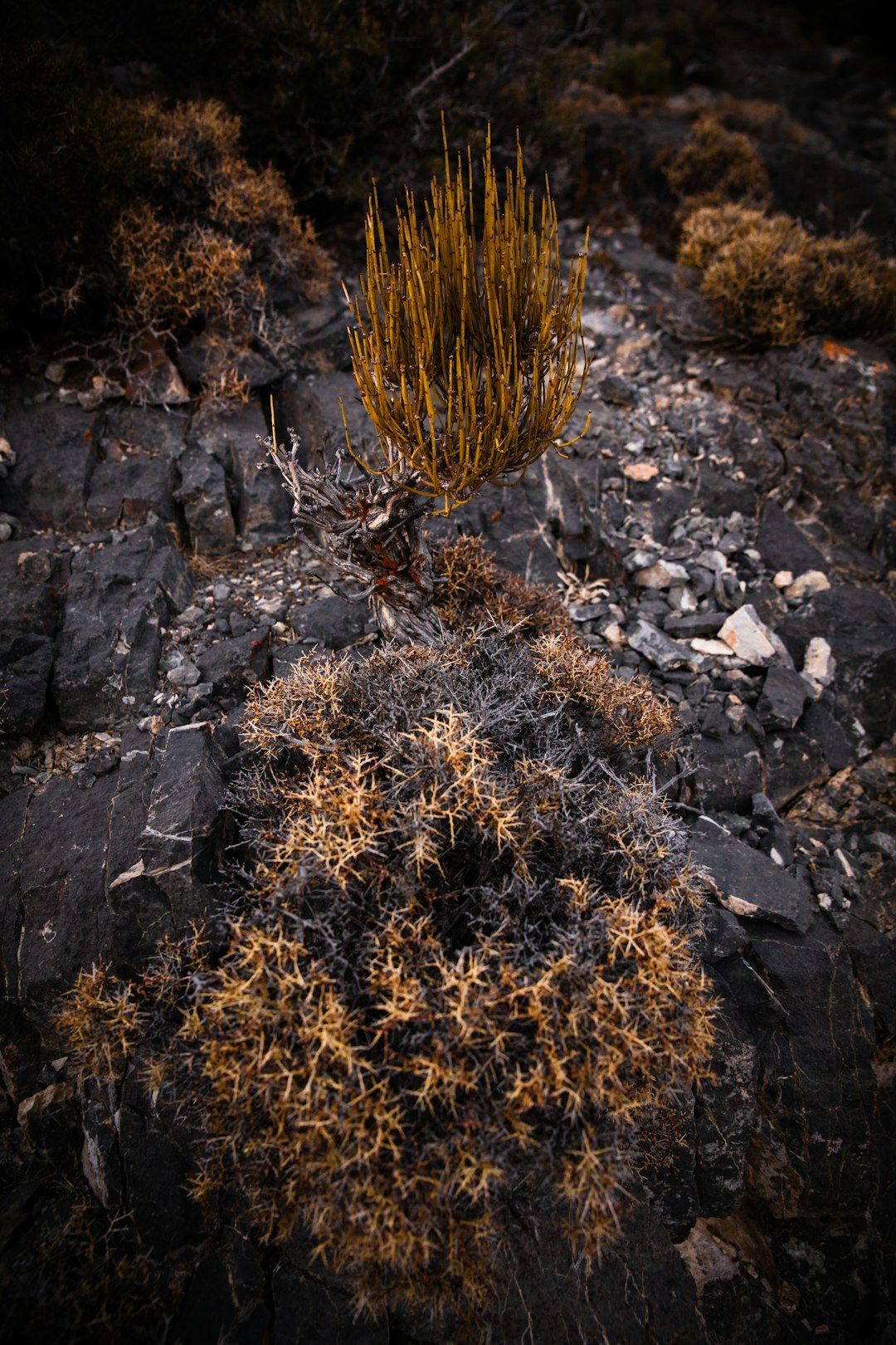 brown dried leaves on rocky ground