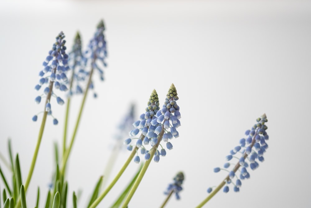 photo of blue flowers