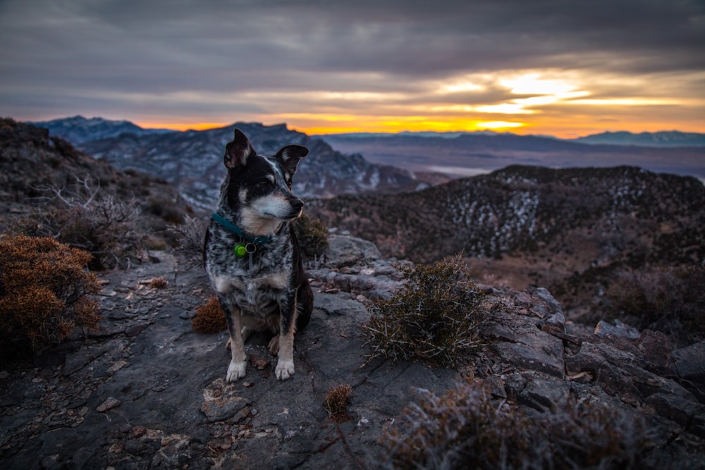 adult black and tan dog