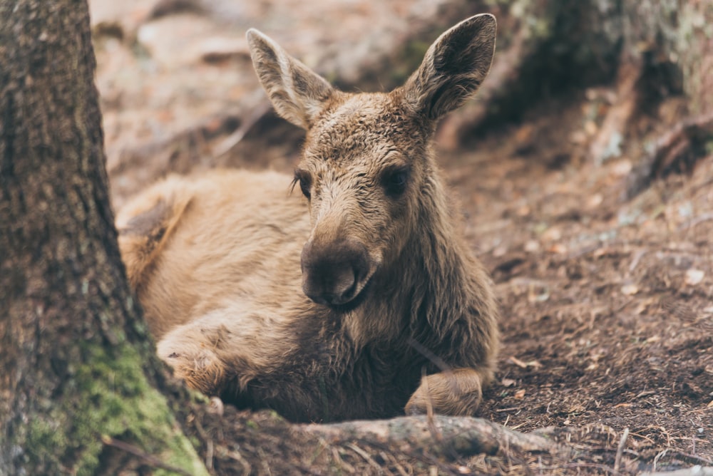 brown donkey lying beside tree