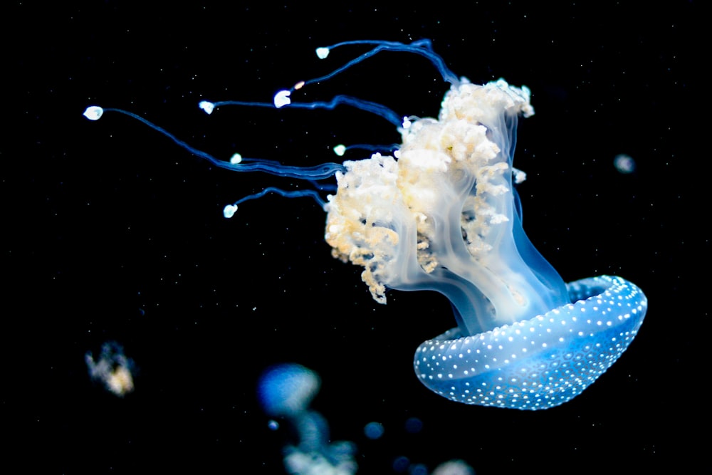 Medusas blancas y azules nadan bajo el agua