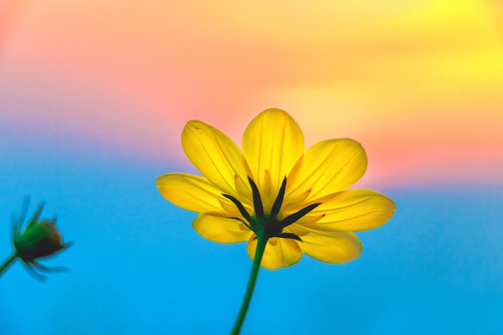 노란색 꽃잎 꽃의 선택적 초점 사진
