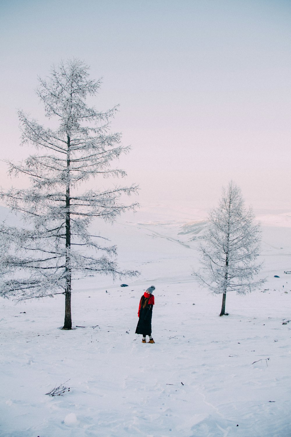 woman standing between two white pine trees at daytime