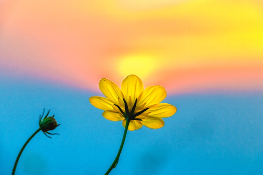 fotografia de foco seletivo de flor de pétala amarela