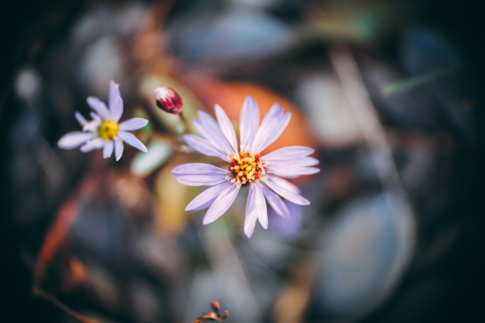 Photographie à mise au point peu profonde de marguerites blanches