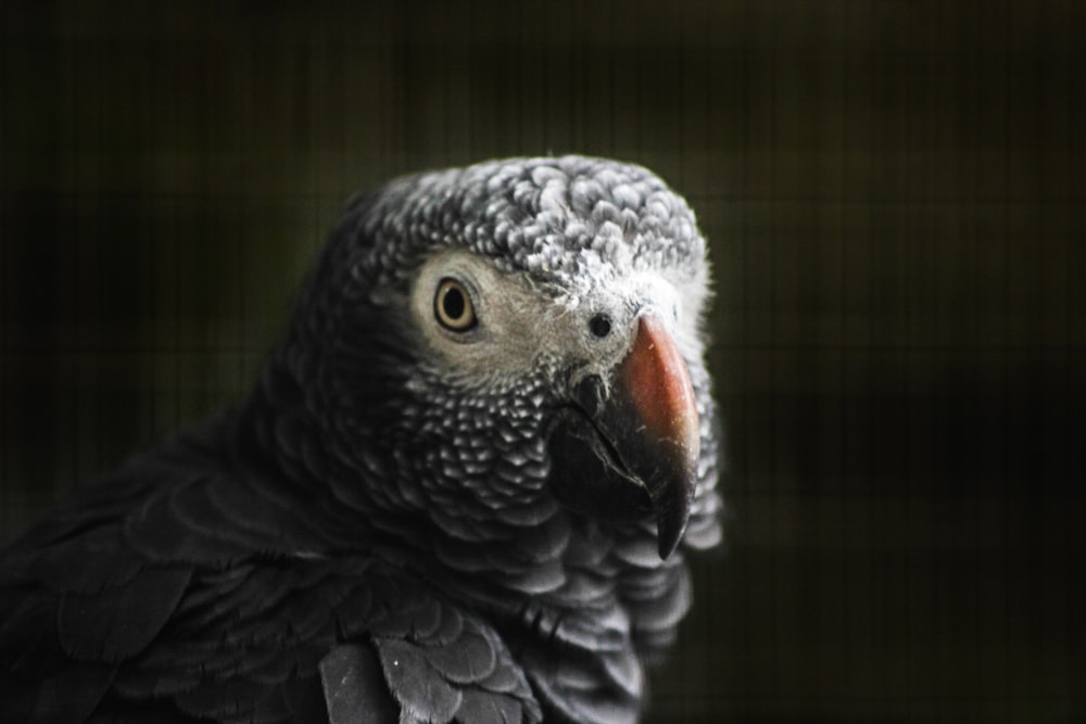fotografia de foco raso do papagaio cinzento africano