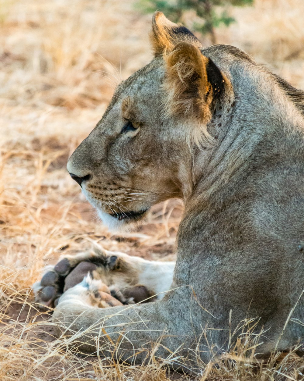 focus photo of gray lion on grass field