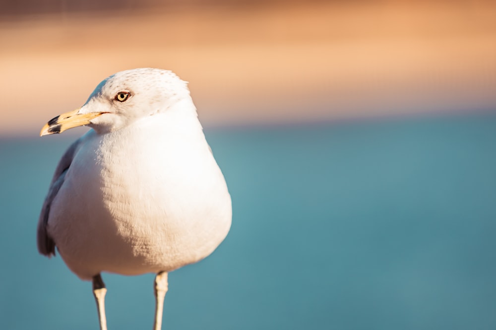 rule of thirds photography of white bird