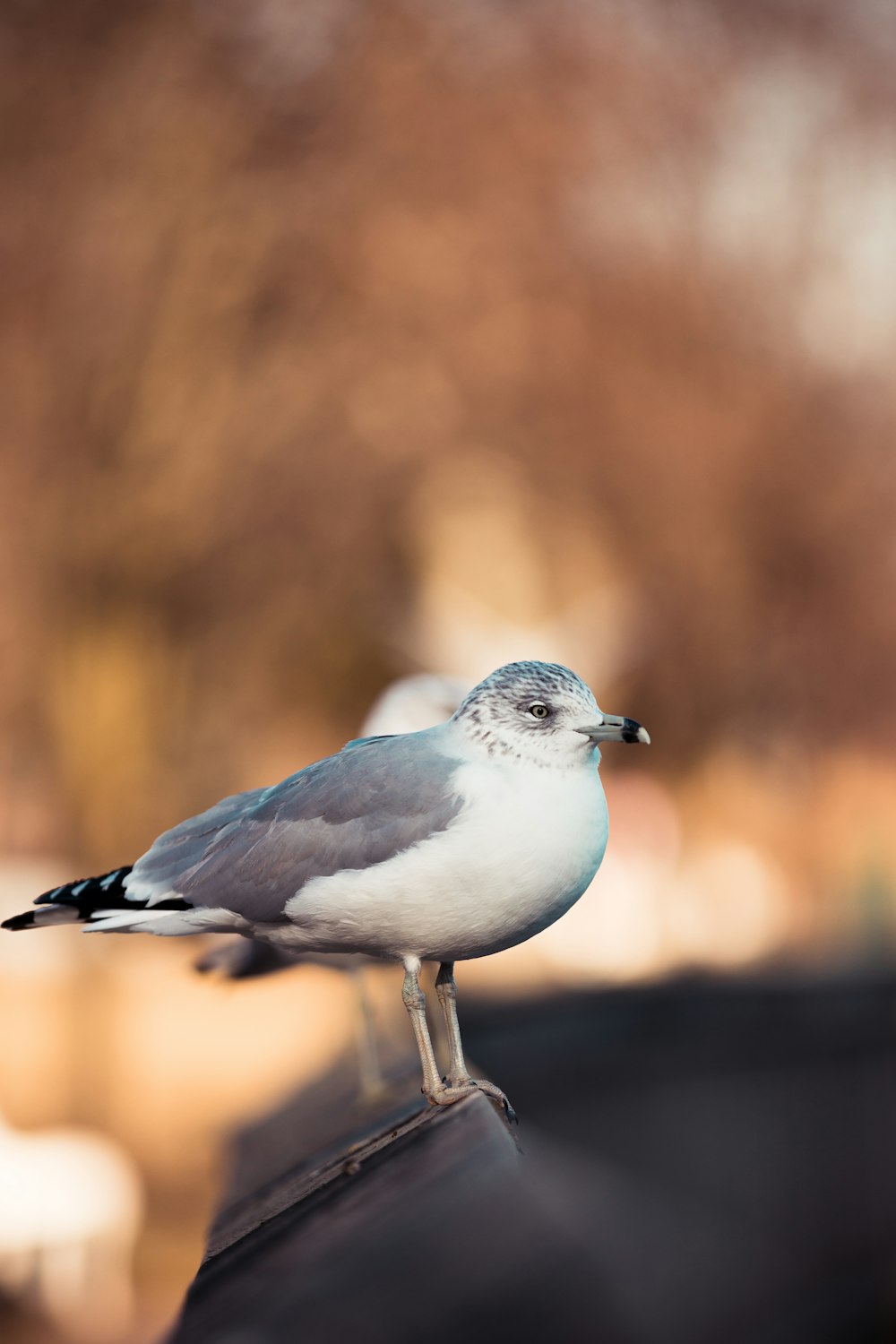 selective focus photography of white and gray gull