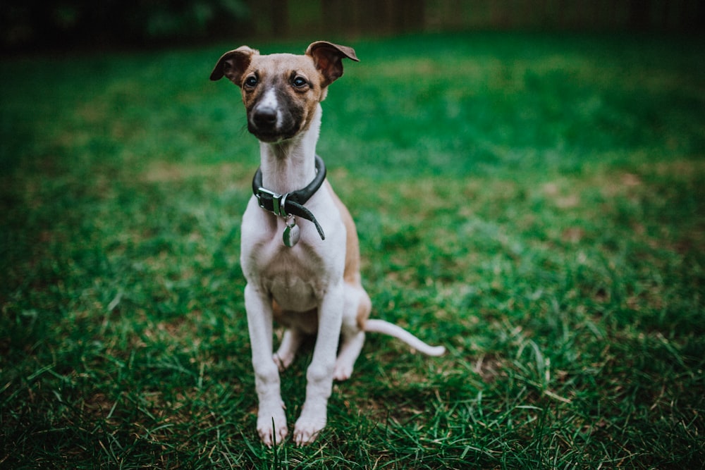 adult short-coated white and brown dog on green grass