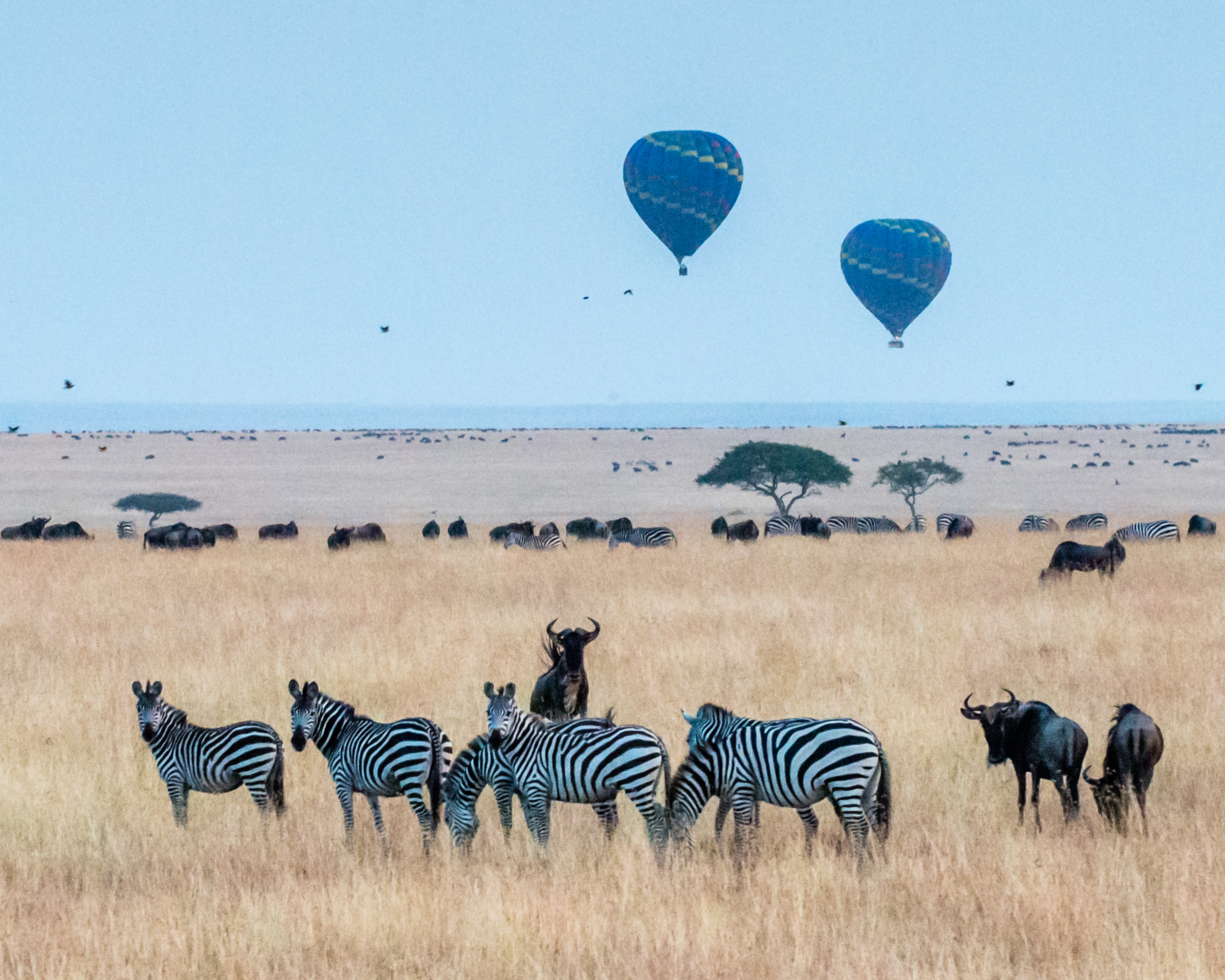 Zebrai ir gnu aukštoje žolėje, virš lygumos – du oro balionai, Masai Mara