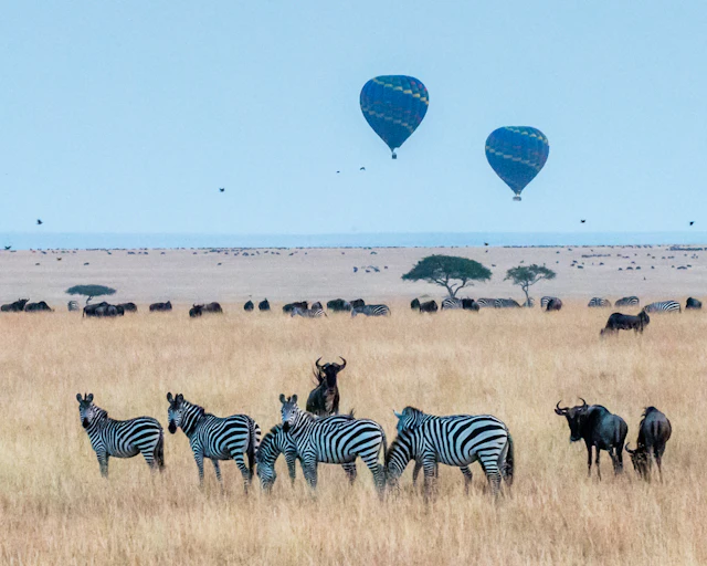 Hot-air balloons drifting over the Maasai Mara in early morning