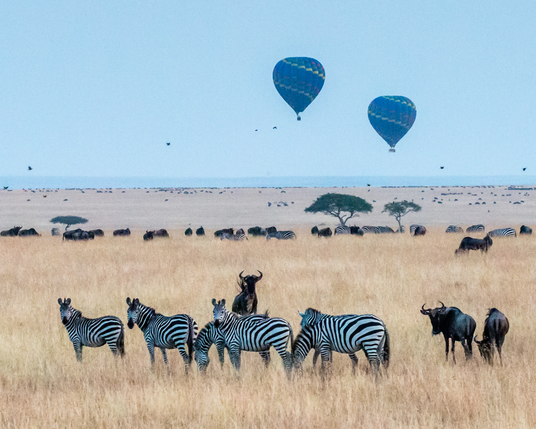 Hot-air balloons drifting above zebra and wildebeest herds on the open plains of Kenya's Maasai Mara