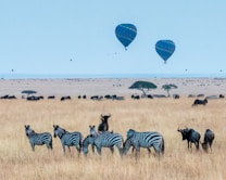A vast savanna landscape filled with herds of zebras and wildebeests grazing on golden grasslands. In the distance, two hot air balloons float against a pale blue sky, adding a sense of adventure and exploration. Scattered acacia trees punctuate the horizon, contributing to a classic African scene.