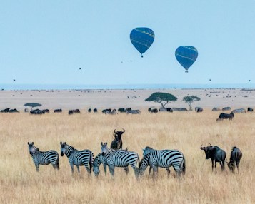 A vast savanna landscape filled with herds of zebras and wildebeests grazing on golden grasslands. In the distance, two hot air balloons float against a pale blue sky, adding a sense of adventure and exploration. Scattered acacia trees punctuate the horizon, contributing to a classic African scene.