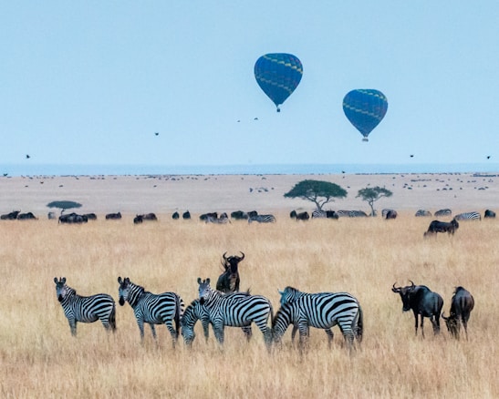 A vast savanna landscape filled with herds of zebras and wildebeests grazing on golden grasslands. In the distance, two hot air balloons float against a pale blue sky, adding a sense of adventure and exploration. Scattered acacia trees punctuate the horizon, contributing to a classic African scene.