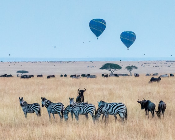 Experience the Wonders of African Safari Camps