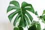 gree leafed plant in focus photography