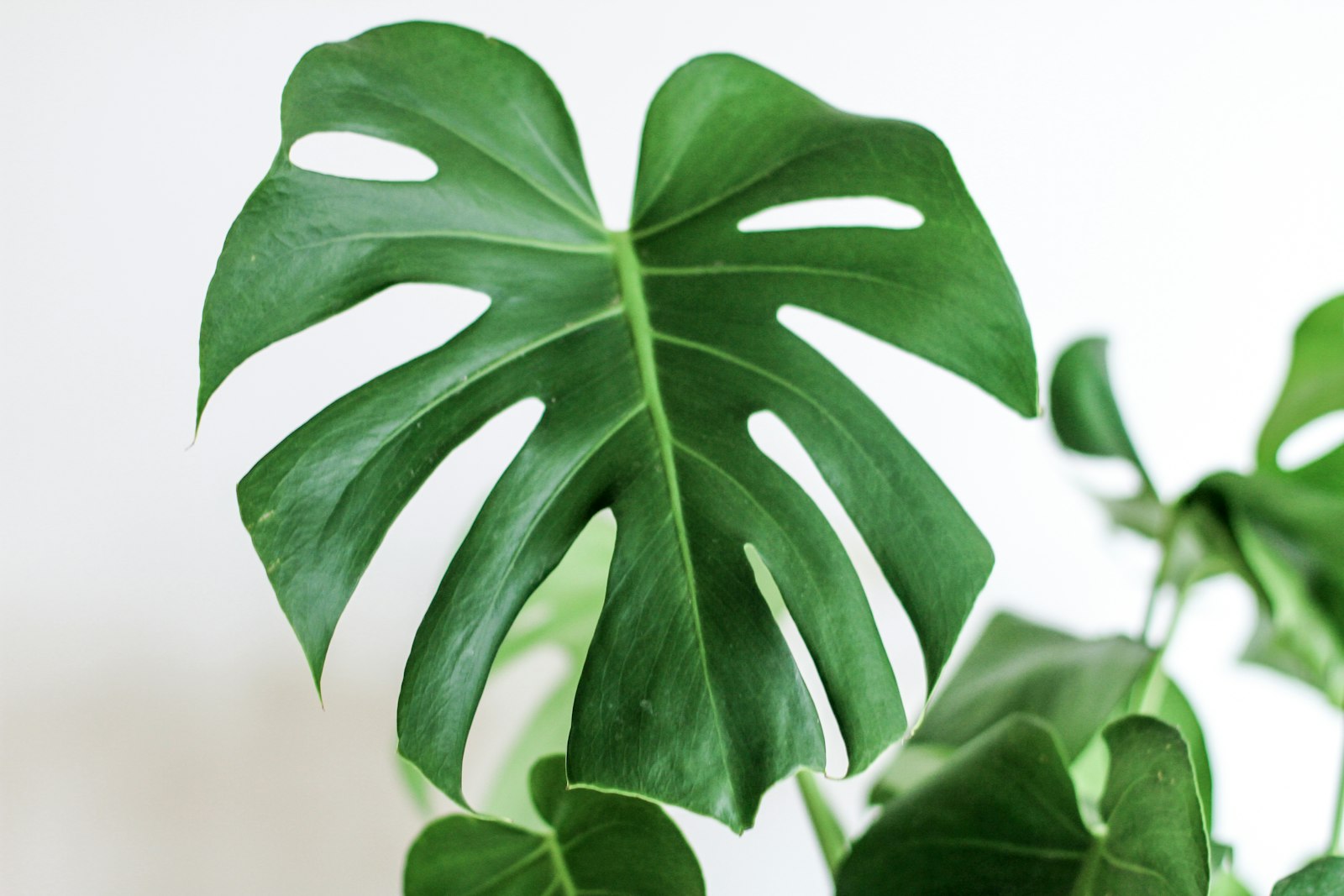 Canon EOS 7D + Canon EF 50mm F1.4 USM sample photo. Gree leafed plant in photography