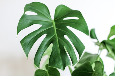 gree leafed plant in focus photography plant teams background