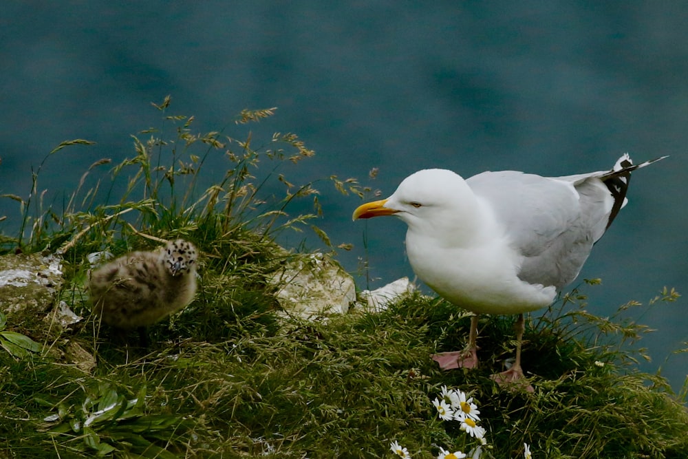 seagull on grass field