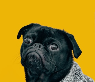 black pug with gray knit scarf