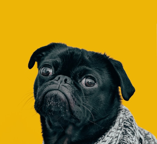 black pug with gray knit scarf