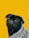 black pug with gray knit scarf