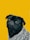black pug with gray knit scarf