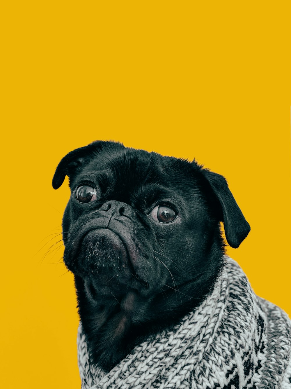 Pug negro con bufanda de punto gris