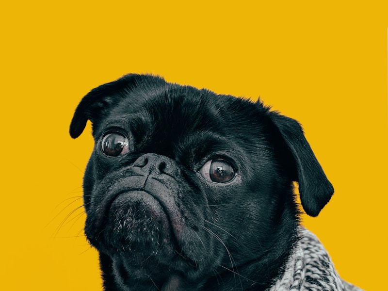 black pug with gray knit scarf