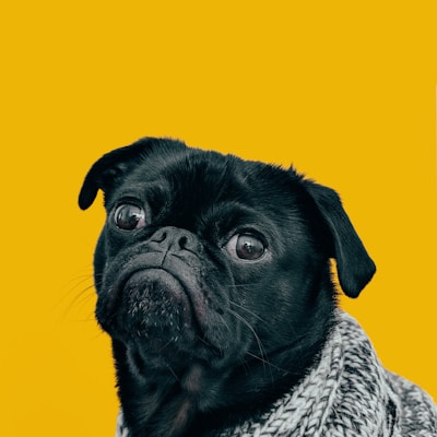 black pug with gray knit scarf