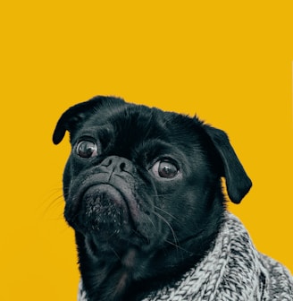 black pug with gray knit scarf